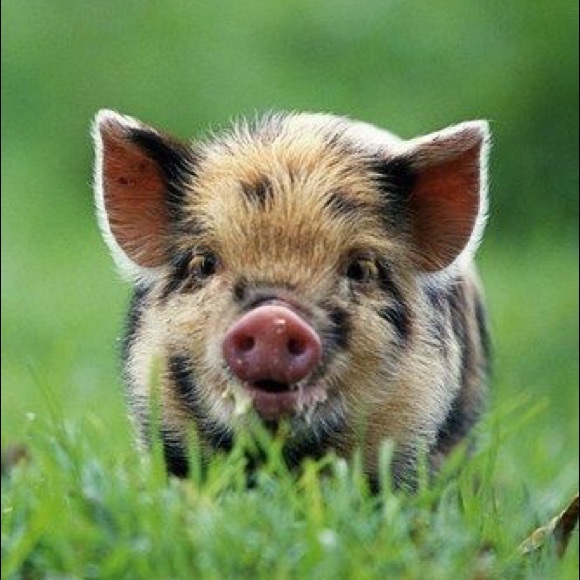 Meet your Posher, Stephanie - Picture 3 of 7